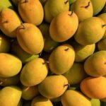 Alphonso Mango Shortage in Konkan: Unpredictable Weather Causes Significant Losses for Growers