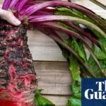 Unlikely Star: Humble Mangelwurzel Takes Center Stage at Chelsea Flower Show