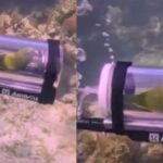 Introducing Bebe: The pioneering parakeet that’s making waves with its unique snorkelling skills.