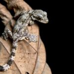 Five Effective Plants to Deter Lizards from Your Space