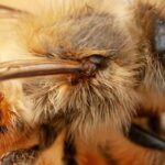 Beekeepers Face Significant Challenge as Varroa Mite Develops Resistance to Treatment Once More