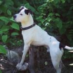 VIDEO: Heartwarming reunion between a dog and its owner after ten long years apart