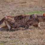 Rising Feral Cat Population Drives Bounty Initiative in Outback Queensland