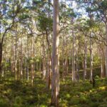Elderly Woman, 87, Endures Frigid Night in Thick Woods with Trail Mix and Water
