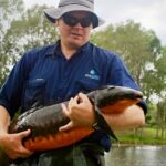 Urgent Efforts Underway to Protect Brisbane River’s Starving Australian Lungfish