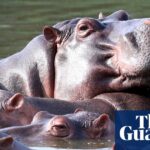 Colombia Plans to Reduce Hippo Population Originating from Pablo Escobar’s Former Zoo by Up to 80 Animals