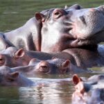 Colombia greenlights plan to cull as many as 80 hippos.