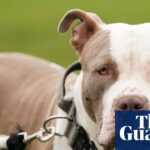 Significant Rise in Police Spending on Kenneling and Veterinary Care Following XL Bully Prohibition