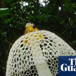 African researchers celebrate the growing worldwide focus on fungal conservation.