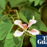 “Exploring the Haunting Beauty of Grenada Through Steve McQueen’s Lens”