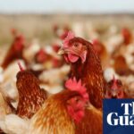 Diverse Ingredients Enhance Poultry Nutrition Beyond Just Soy | Correspondence