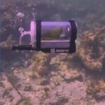 Observe a Parrot’s Underwater Adventure in a Homemade Submarine!