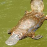 Campaign to classify platypus as ‘vulnerable’ on national conservation registry