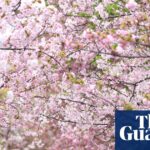 Legacy of Cherry Blossom Records Endures Following Passing of Japanese Scientist After 1,200 Years