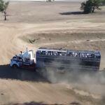 Severe Drought Triggers Largest Cattle Liquidation in Two Decades Ahead of El Niño Threat