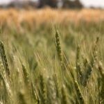 Closure of the Strait of Hormuz may lead to an international agrifood emergency