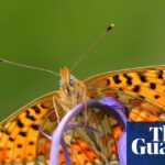 Over 50% of butterfly species in the UK are experiencing declines, according to monitoring program findings.