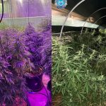 53-Year-Old Arrested Following Discovery of Over 350 Cannabis Plants