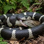 The Intriguing Reasons Behind Cannibalism in Snake Species
