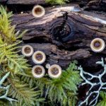 Captivated by the Transient Beauty of Fungi, Photographer Immerses in Woodland Wonders