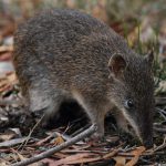 Bandicoot Population Thrives in Brown Hill Creek Amid Efforts to Establish Ecological ‘Superhighway’