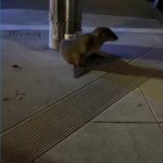 VIDEO: Sea Lion Pup Saved After Straying into San Francisco Community